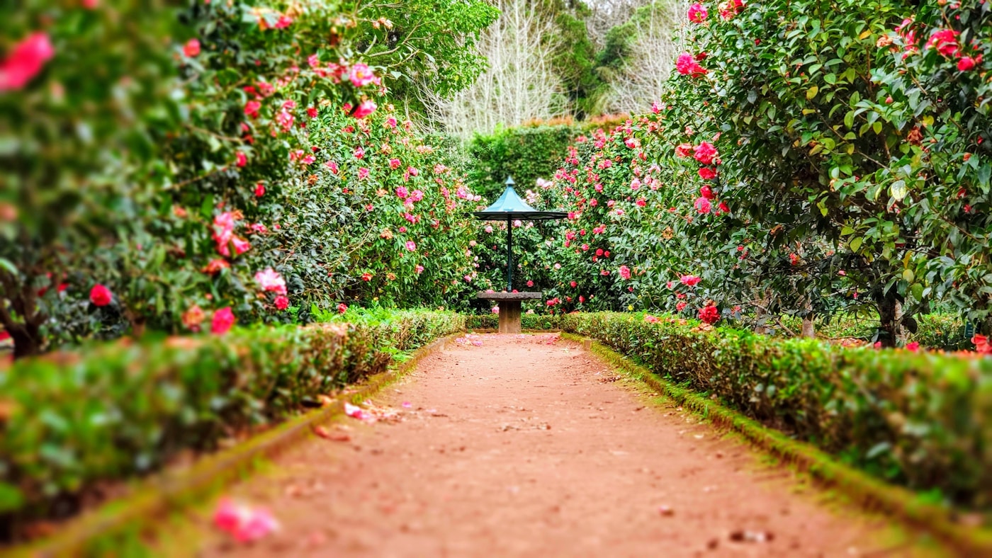 Garten nach der Pflege
