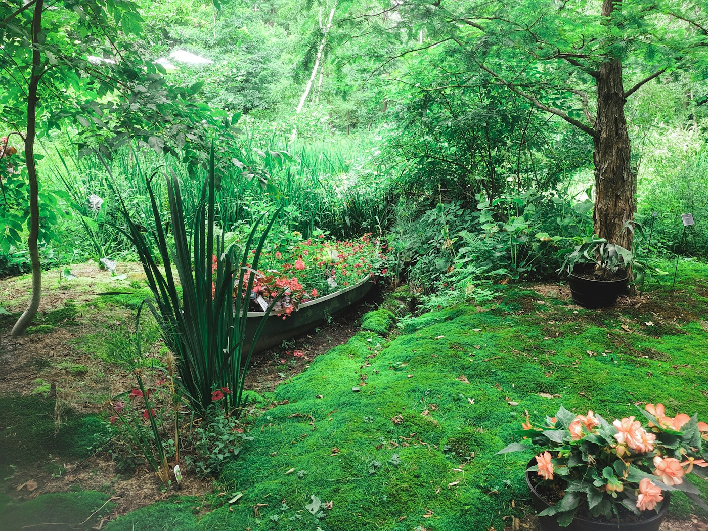 Garten vor der Pflege